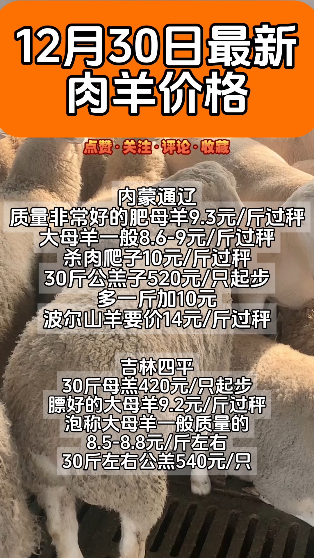 羊苗最新价格，探寻内心宁静之旅